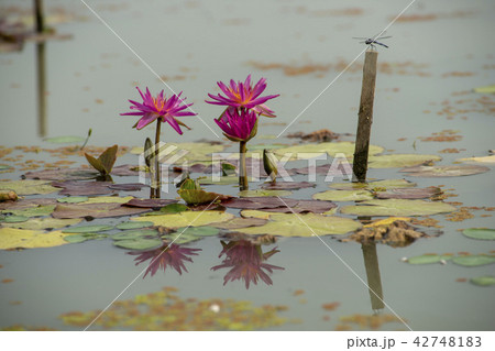 芽 蓮の葉 池 42748183