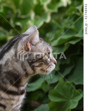 猫の横顔アップ 42748443