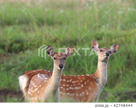 草原のエゾシカ　アップ 42748444