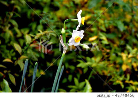 三鷹中原に咲くニホンズイセン 三鷹中原に咲くニホンズイセン 42748456