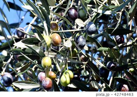 三鷹中原になるオリーブの実 42748463