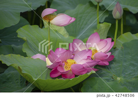 蓮 花 植物 42748506