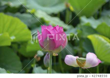 蓮 花 植物 42748550