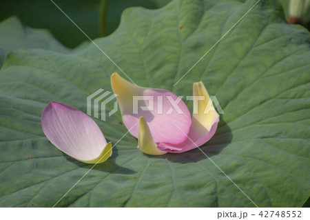 蓮 全北 井邑市 42748552