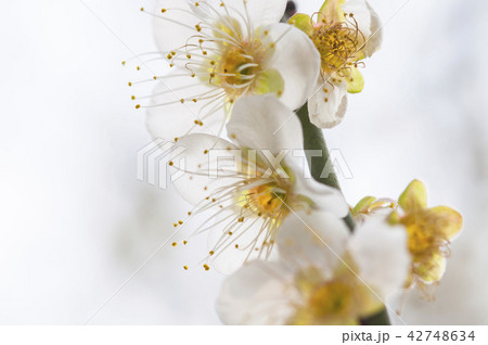 white plum blossoms closeup 42748634