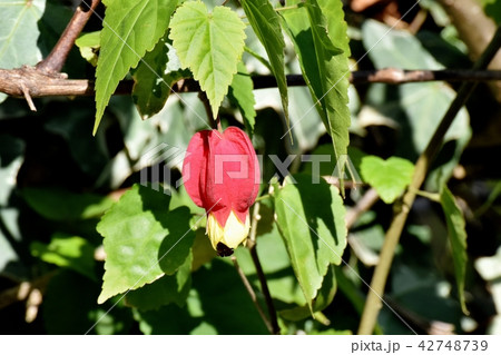 三鷹中原に咲くチロリアンランプ 42748739