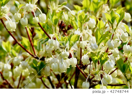 三鷹仙川公園に咲くドウダンツツジ 42748744