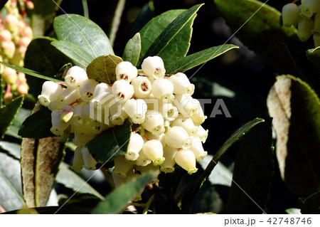 三鷹中原に咲く白いイチゴノキの花 三鷹中原に咲く白いイチゴノキの花 42748746