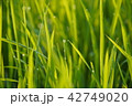 水田の朝露885 42749020