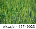 水田のカゲロウ875 42749023