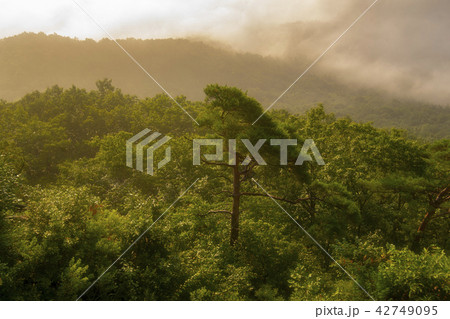 任實郡 屋外 室外 42749095