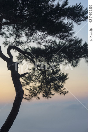 任實郡 屋外 室外 42749109