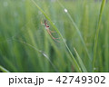 水田の蜘蛛091 42749302
