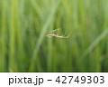 水田の蜘蛛076 42749303