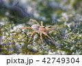 水田の蜘蛛912 42749304