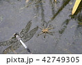 水田の蜘蛛099 42749305
