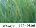 水田の蜘蛛084 42749306