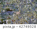 水田の蜘蛛902 42749328