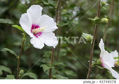 ムクゲの花 ムクゲの花 42749378
