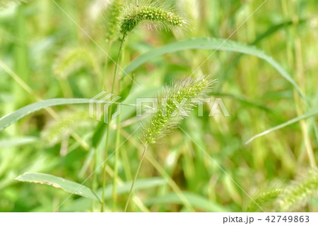 三鷹中原に咲くエノコログサ 42749863