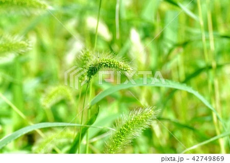 三鷹中原に咲くエノコログサ 42749869