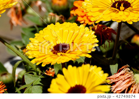 三鷹中原に咲く黄色いキンセンカ 42749874