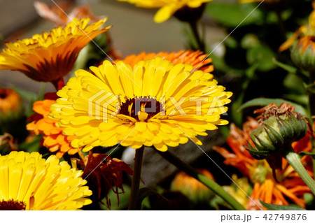 三鷹中原に咲く黄色いキンセンカ 42749876