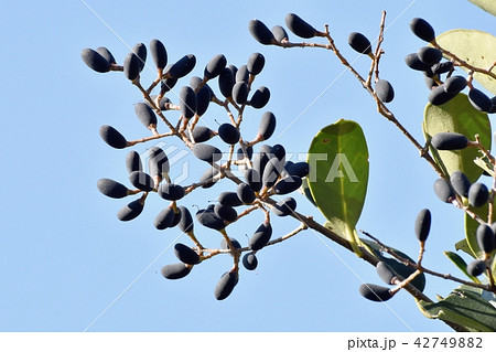 三鷹中原になるネズミモチの実 42749882