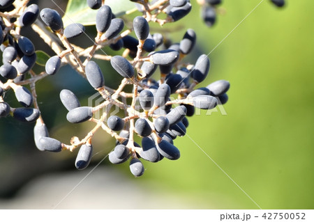 三鷹中原になるネズミモチの実 三鷹中原になるネズミモチの実 42750052