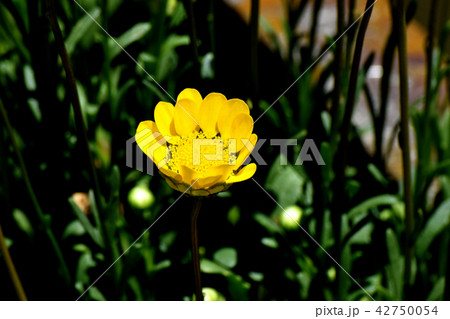 三鷹中原に咲く黄色いクリサンセマム 42750054