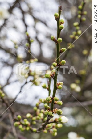 white plum bud white plum bud 42750140