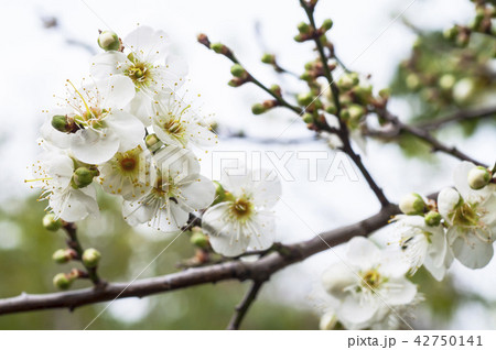 white plum blossoms closeup white plum blossoms closeup 42750141