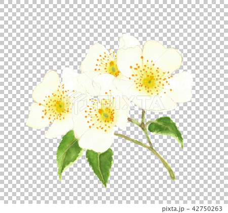 野茨 のいばら 42750263