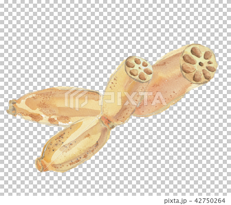 蓮花根 42750264