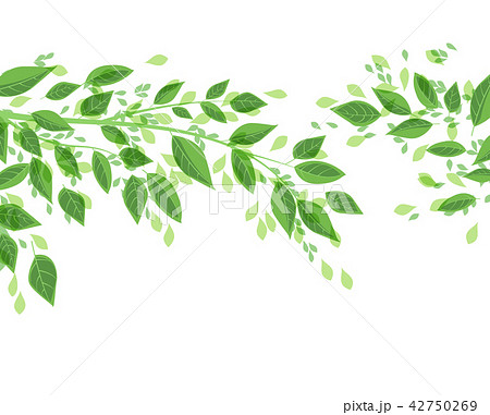 Green tree leaves Green tree leaves 42750269