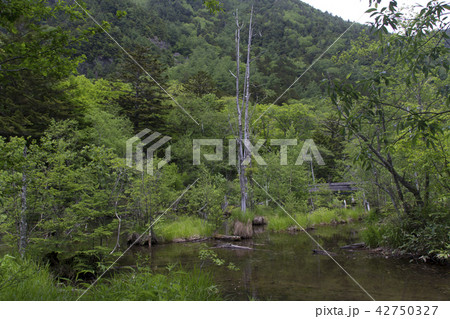 上高地 明神池／長野県松本市 42750327