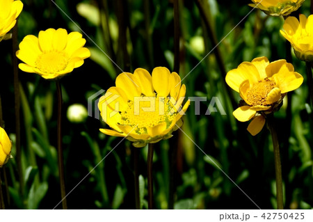 三鷹中原に咲く黄色いクリサンセマム 42750425
