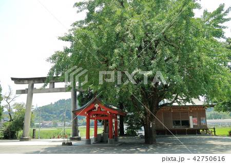 豊玉姫神社　鳥居と手水舎と「水からくり　やかた」 42750616