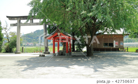豊玉姫神社 鳥居と手水舎と「水からくり やかた」 豊玉姫神社 鳥居と手水舎と「水からくり やかた」 42750637