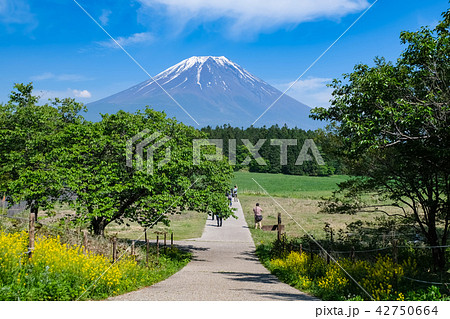 道の駅 朝霧高原からの富士山 42750664