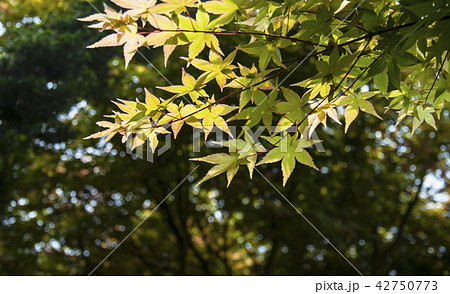 red maple leaf under the sun red maple leaf under the sun 42750773
