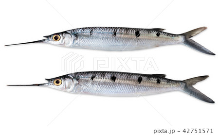fish 42751571
