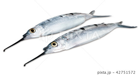 needle-fish 42751572