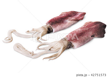 squid 42751573
