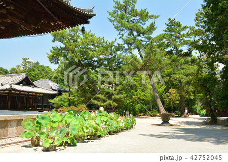 奈良・唐招提寺 42752045