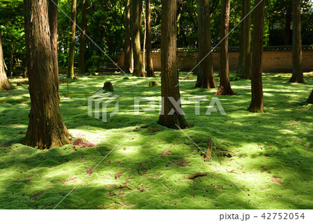 奈良・唐招提寺 奈良・唐招提寺 42752054