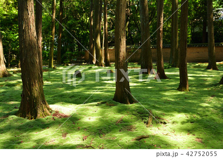 奈良・唐招提寺 42752055