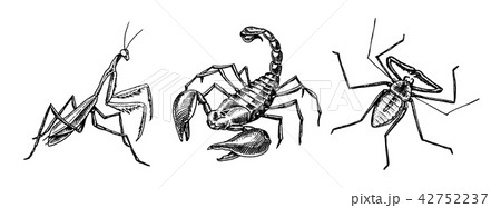 Big set of insects. Scorpion Whip Amblypygi Spider Mantis Tattoo. Vintage Pets in house. Engraved 42752237