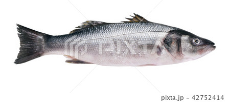 Seabass 42752414