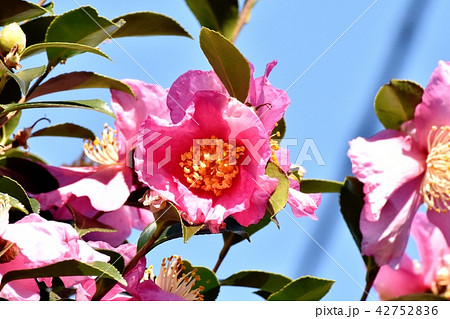 三鷹中原に咲くピンクのサザンカ 42752836
